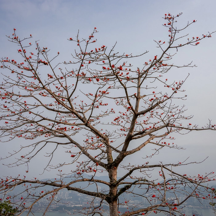 HongKong-3_thumb.webp